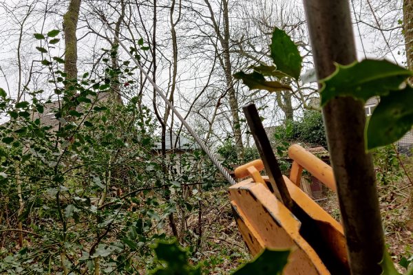 Bosbeheer in Flevoland is belangrijk voor een gezond en veilig bos.