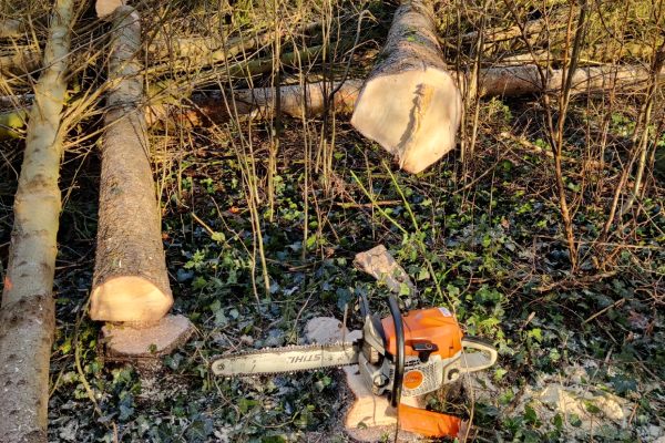 Bosbeheer in Friesland zorgt ervoor dat jouw bos veilig en begaanbaar is.