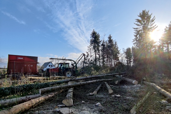 Bosbeheer in Gelderland zorgt ervoor dat jouw bos veilig en gezond blijft.