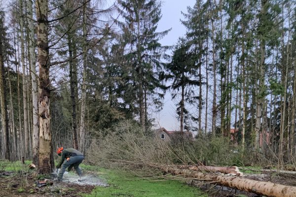 Het bosonderhoud in Drenthe begint altijd met het opstellen van een bosbeheerplan.