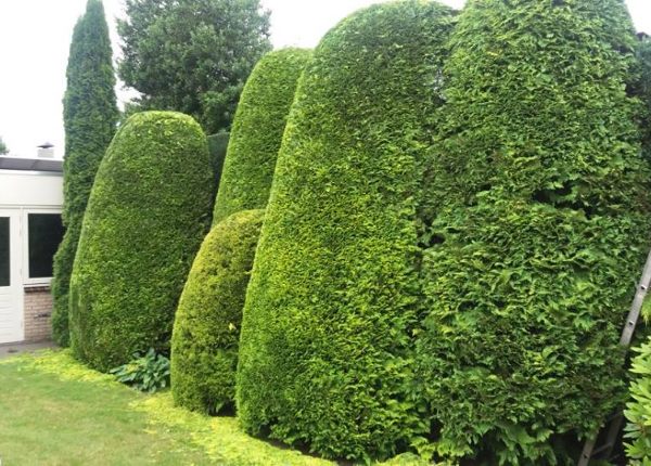 De tuin- en boomverzorgers voor Emmen van Groentechniek Klomp komen graag bij je langs om je coniferen, bomen of andere struiken voor je te snoeien.