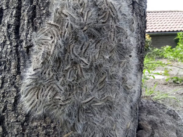 De eikenprocessierupsen schuilen overdag in hun nestspinsel gemaakt van onder andere brandharen