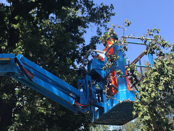 EEikenprocessierups bestrijden in Emmen door de boomverzorgers van Groentechniek Klomp