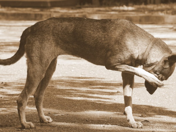 In Slagharen en omgeving vormen de eikenprocessierups ook een bedreiging voor de gezondheid van honden