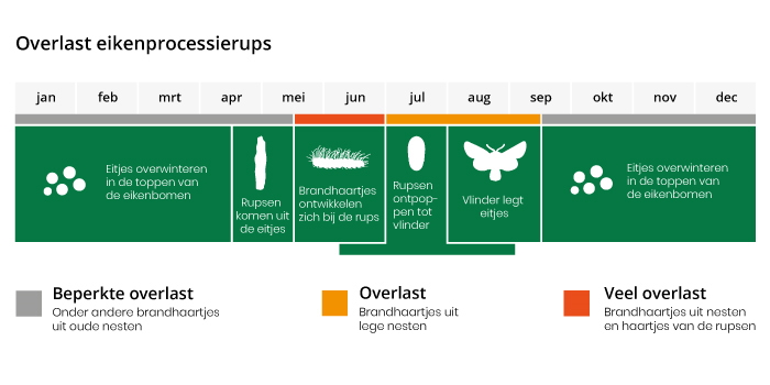 Vanaf de maanden mei en juni is de overlast van de eikenprocessierups in Dwingeloo het grootst