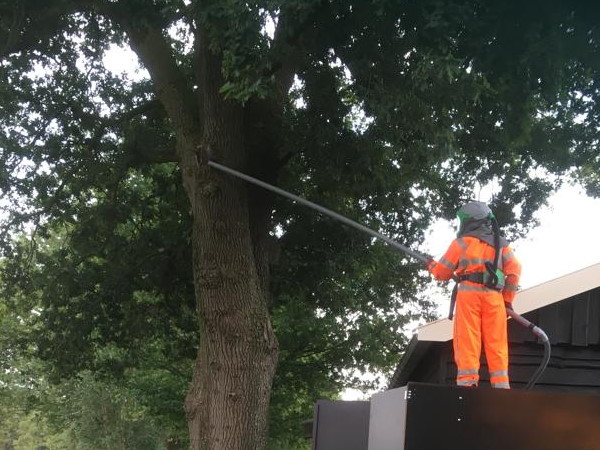 De bestrijding van de eikenprocessierups in Emmen gebeurt door middel van wegzuigen