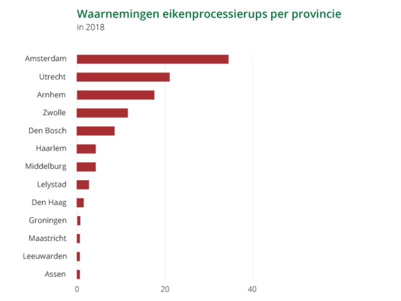 In Zwolle werden er veel eikenprocessierupsen waargenomen