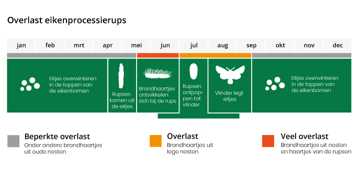 De eikenprocessierups in Enschede zorgt voor overlast vanaf zijn derde ontwikkelstadium, rond half mei begint deze fase