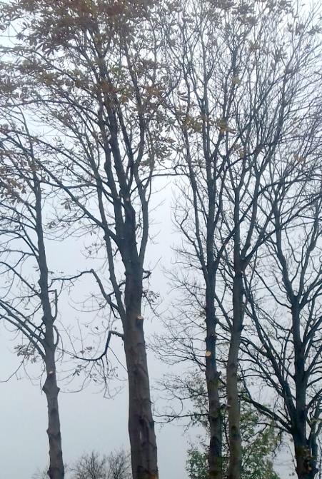 Hoge bomen snoeien in Utrecht Bomen snoeien Utrecht