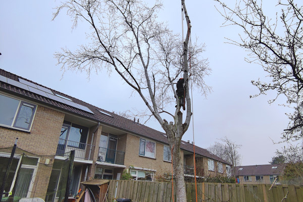 Ook voor boomverzorging en boomonderhoud kun je terecht bij de ervaren boomverzorgers van Groentecheniek Klomp.