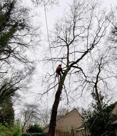 De Japanse duizendknoop in Gelderland bestrijden is voor onze specialisten geen probleem.