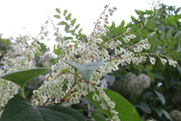 De japanse duizendknoop in Zwolle is een invasieve exotische plant