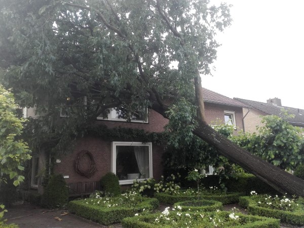 Omgewaaide bomen laten verwijderen in Wanneperveen