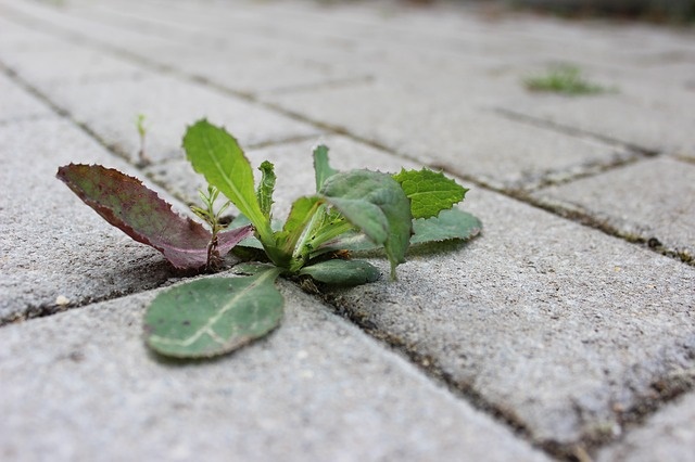 Biologische onkruidbestrijding door de hovenier in Hardenberg