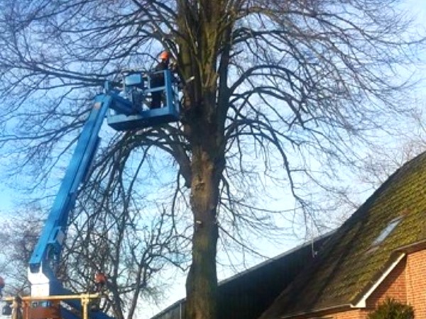Laat je bomen snoeien in Staphorst door Groentechniek Klomp.