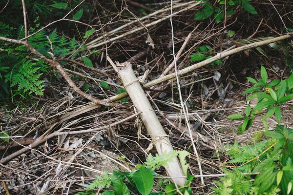 Bamboe laten verwijderen in Ede met achtergebleven stengels en wortelresten in de tuin