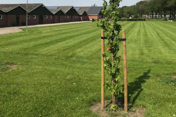 Bomen planten in Heerenveen met de juiste ondersteuning voor gezonde groei Jonge aangeplante boom met boompalen op een ruim groen terrein voor bomen planten in Heerenveen.