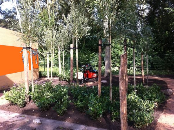 Nieuw geplante bomen met boompalen voor ondersteuning tijdens bomen planten in Hengelo.