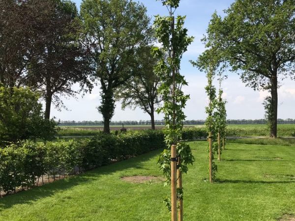 Bomen planten in Ommen met deskundig advies voor een sterke en gezonde start Bomen planten in Ommen met jonge laanbomen die zorgvuldig zijn aangeplant voor een gezonde groei.