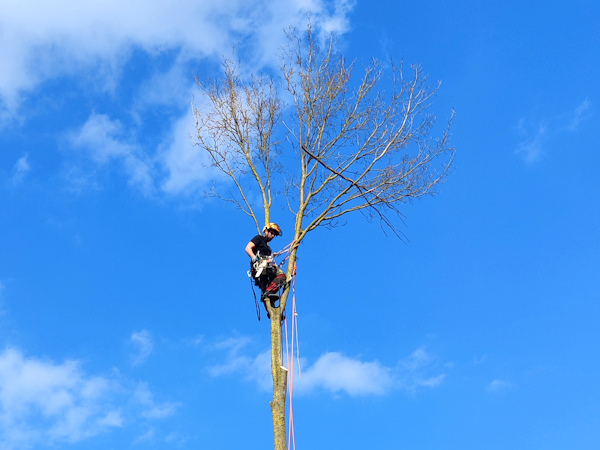 Bomen snoeien in Breda om houtrot, takbreuk en scheefgroei te voorkomen Boomverzorger snoeit een hoge boom met klimtechniek tijdens bomen snoeien in Breda