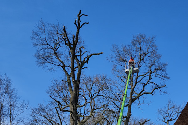 Bomen snoeien in Dordrecht voor een gezonde boom en veilige omgeving Bomen snoeien in Dordrecht met een hoogwerker voor veilig onderhoud van grote bomen.