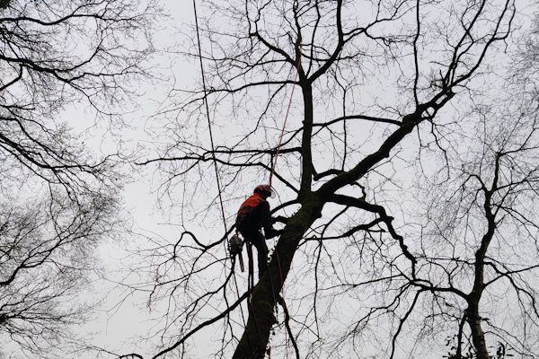 Bomen snoeien in Heerenveen door ervaren boomspecialisten voor veilig boomonderhoud Boomspecialist snoeit een hoge bladloze boom met klimtechniek voor bomen snoeien in Heerenveen.