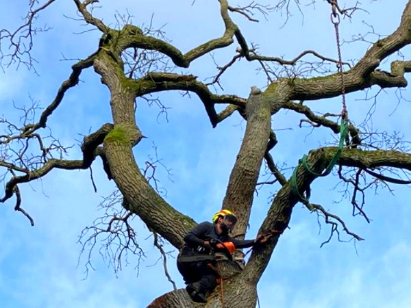 Bomen snoeien in Lelystad door ETW-gecertificeerde vakmensen voor veilig snoeiwerk Bomen snoeien in Lelystad door een boomverzorger met klimtechniek.