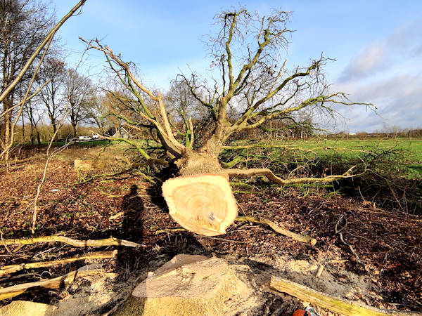 Bomen verwijderen in Breda bij stormschade, boomziektes of gevaarlijke situaties Gerooide boom in Breda na het verwijderen van een grote en instabiele boom in het buitengebied