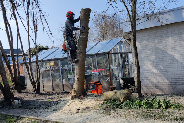 Bomen verwijderen in Den Haag door een boomverzorger die een boom gecontroleerd afbreekt.