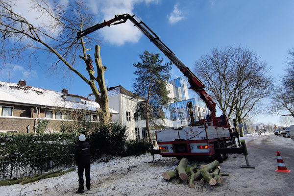 Bomen verwijderen in Dordrecht zonder schade aan de omgeving Bomen verwijderen in Dordrecht met een telescoopkraan voor een veilige en gecontroleerde werkwijze.