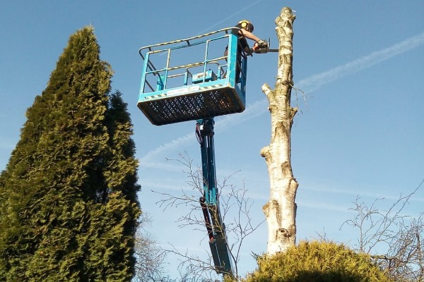 Boomonderhoud in Heerenveen met professioneel materieel voor moeilijk bereikbare bomen Boomspecialist voert vanuit een hoogwerker onderhoud uit aan een hoge boom voor boomonderhoud in Heerenveen.
