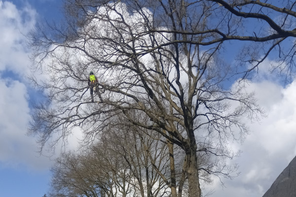 Boomonderhoud in Rotterdam door ervaren vakmensen voor veilig onderhoud aan grote bomen Specialist voert boomonderhoud in Rotterdam uit aan een grote boom met klimtechniek.