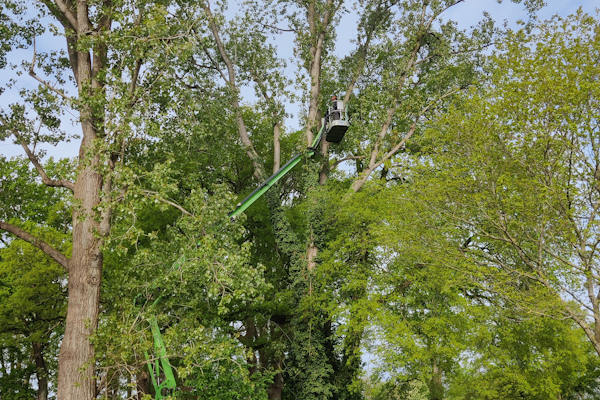 Boomverzorger in Heerenveen met professioneel materieel voor veilig werken op hoogte Boomverzorger werkt vanuit een hoogwerker tussen hoge bomen voor professionele boomverzorging in Heerenveen.