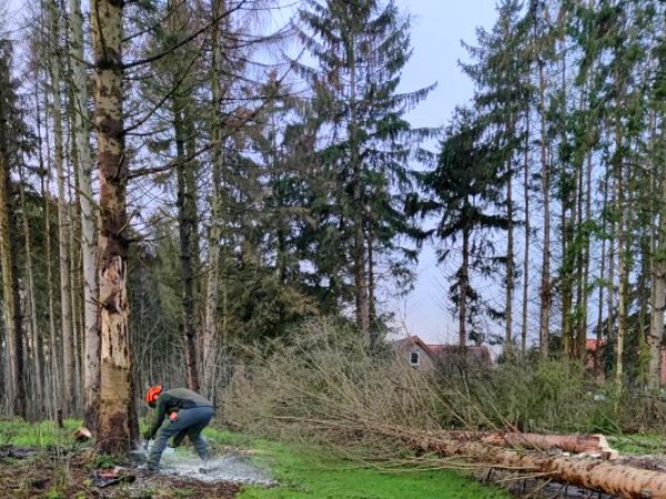Boomverzorger in Kampen werkt met een kettingzaag aan de voet van een boom, met gezaagde stammen en takken op de grond.