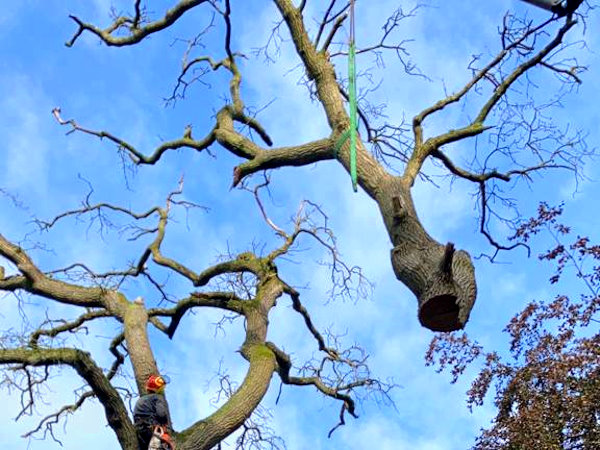 Boomverzorger in Ommen met specialistische boomzorg voor veilig werken op iedere locatie Boomverzorger in Ommen die een grote boom veilig en gecontroleerd in delen verwijdert.