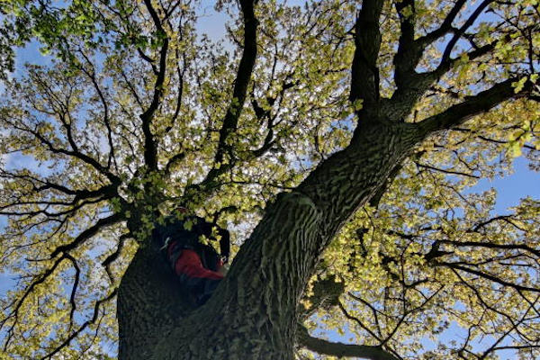 Boomverzorging in Aalten voor deskundig onderhoud van grote bomen Boomverzorger tussen de dikke stammen en takken van een grote loofboom tijdens boomverzorging in Aalten.