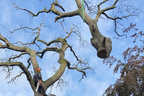 Boomverzorging in Dordrecht door ETW-gecertificeerde specialisten voor veilig snoeiwerk Boomverzorging in Dordrecht waarbij een boomverzorger een grote tak gecontroleerd verwijdert.
