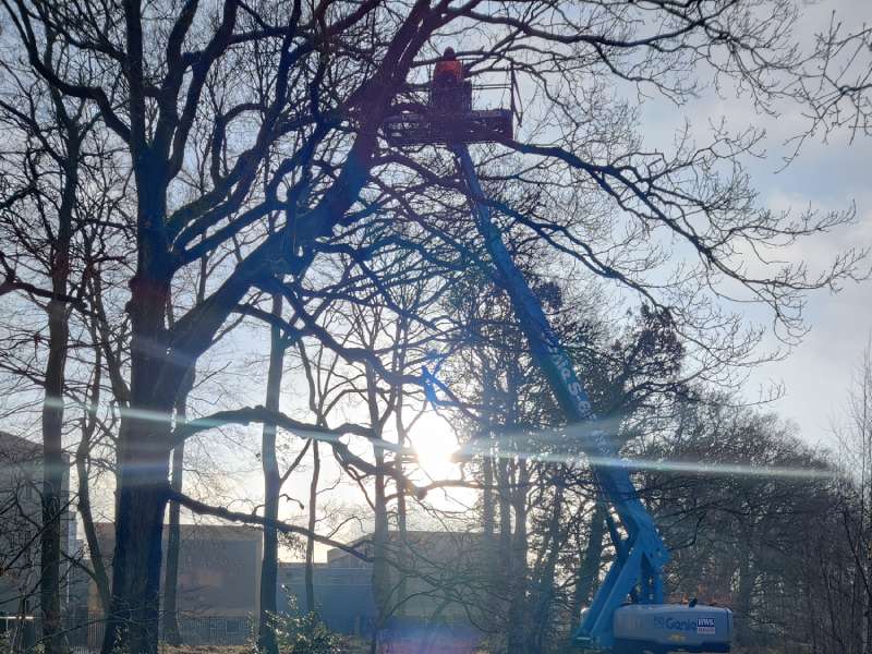 Boomverzorger werkt vanuit een hoogwerker aan een grote boom tijdens boomverzorging in Hengelo.
