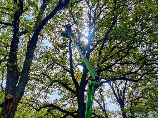 Boomverzorging in Ommen met ervaren boomspecialisten voor veilig snoeien op iedere locatie Boomverzorging in Ommen waarbij een hoogwerker wordt ingezet voor het veilig snoeien van een grote eikenboom.