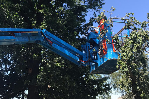Boomverzorging in Breda door ETW-gecertificeerde specialisten met eigen machinepark Boomverzorger werkt vanuit een hoogwerker aan het snoeien van een boom tijdens boomverzorging in Breda