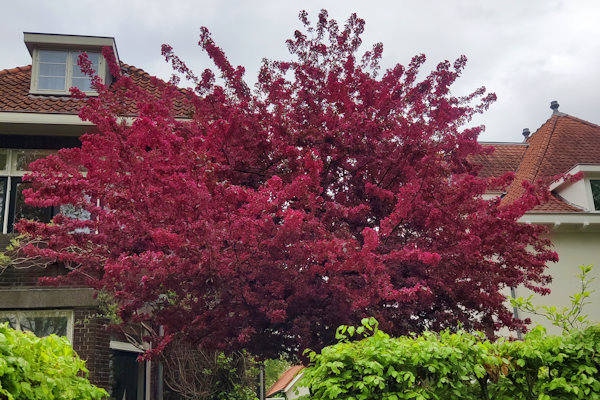 Boomverzorging in Dordrecht voor gezonde bomen met deskundig onderhoud Boomverzorging in Dordrecht van een sierboom in een voortuin voor een gezonde en verzorgde uitstraling.