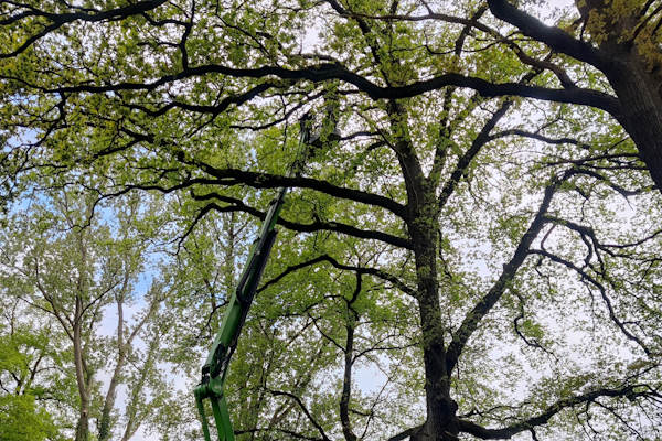 Grote boom wordt met een hoogwerker verzorgd tijdens boomverzorging in Hengelo.