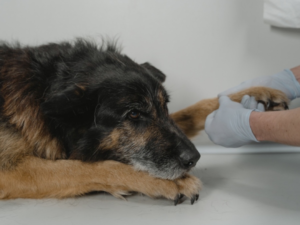 Ook voor je huisdieren kan de eikenprocessierups in Friesland gevaarlijk zijn