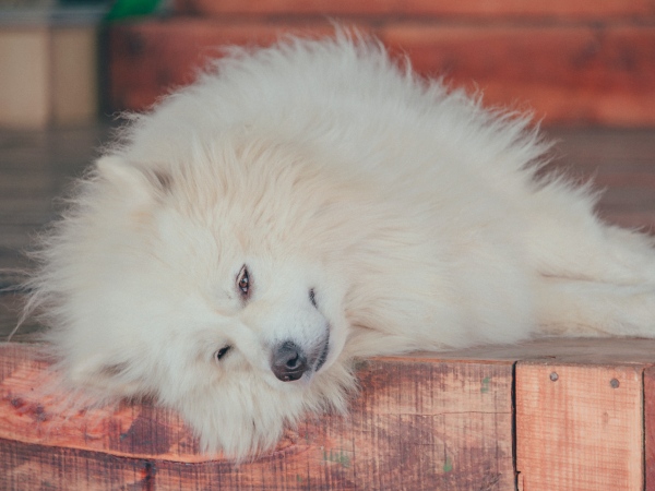 Ook honden, katten en paarden kunnen klachten krijgen van de eikenprocessierups in Staphorst. Ook honden, katten en paarden kunnen klachten krijgen van de eikenprocessierups in Staphorst.
