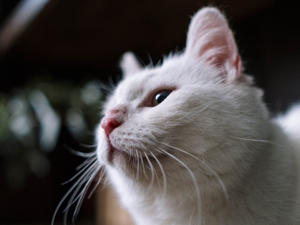 De eikenprocessierups bestrijden in Raalte is ook voor je hond, kat en paard erg belangrijk.