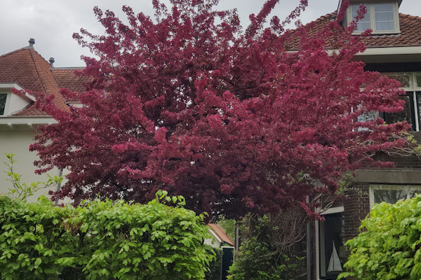 Laat jouw professionele tuinonderhoud uitvoeren door de ervaren hoveniers van Groentechniek Klomp.