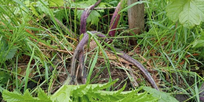 De reuzenberenklauw is te herkennen aan de felgroene bladeren die qua vorm lijken op grote klauwen