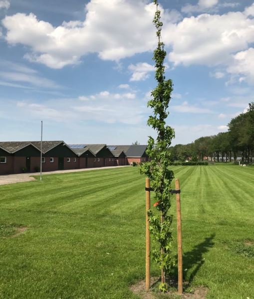 Bomen planten en verankeren in Coevorden