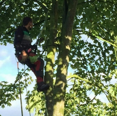 Bomen weghalen in Ermelo