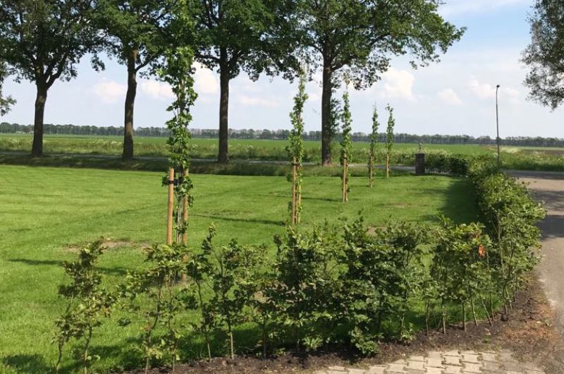 Groentechniek Klomp kan als hovenier al jouw tuinonderhoud in Assen uit handen nemen.